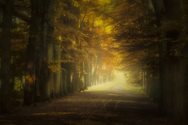 Осенняя дорога в цветах — стоковое фото