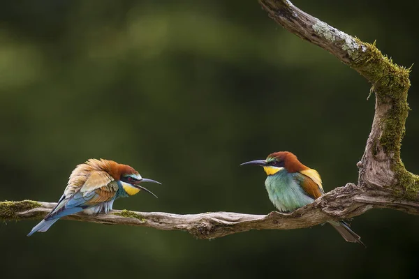 Diese Vögel können wütend sein, wenn sie unterbrechen. — Stockfoto