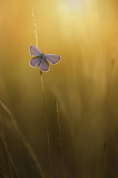 Motyl rano gotowy do startu. — Zdjęcie stockowe