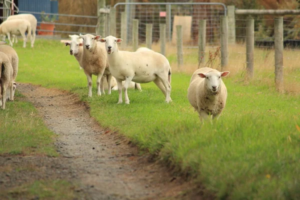 Ovejas Una Granja Australia — Foto de Stock