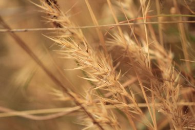 Altın kuru ot çiçeği kapatın