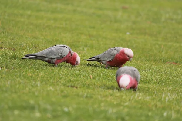 Australian native birds finding food on the grass