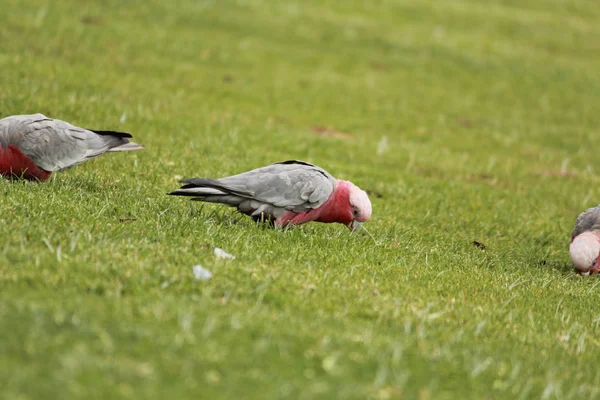 Australian native birds finding food on the grass