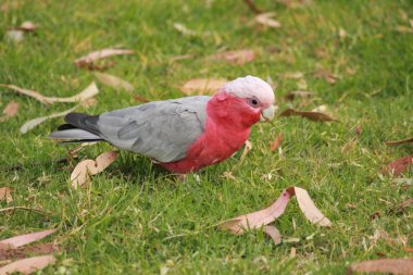Yeşil çimenlerin üzerinde yiyecek bulma kuşlar