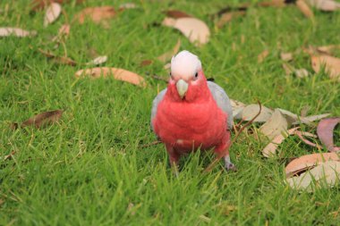 Yeşil çimenlerin üzerinde yiyecek bulma kuşlar