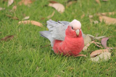 Yeşil çimenlerin üzerinde yiyecek bulma kuşlar