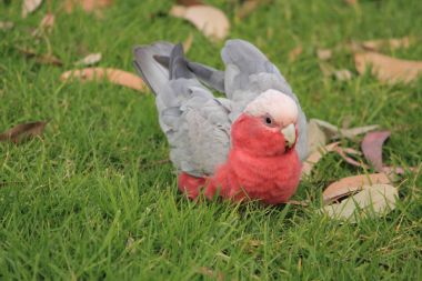 Yeşil çimenlerin üzerinde yiyecek bulma kuşlar