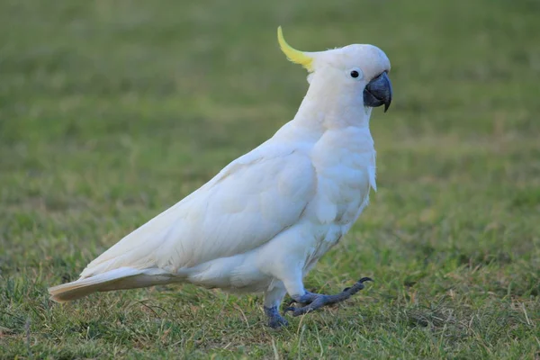 Cacatúa Blanca Nativa Australiana Sobre Hierba — Foto de Stock