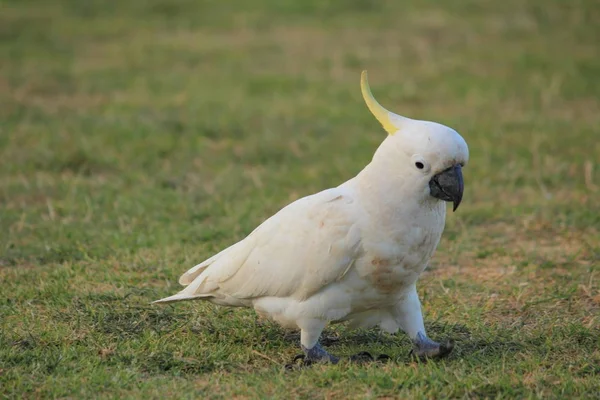 Cacatúa Blanca Nativa Australiana Sobre Hierba —  Fotos de Stock