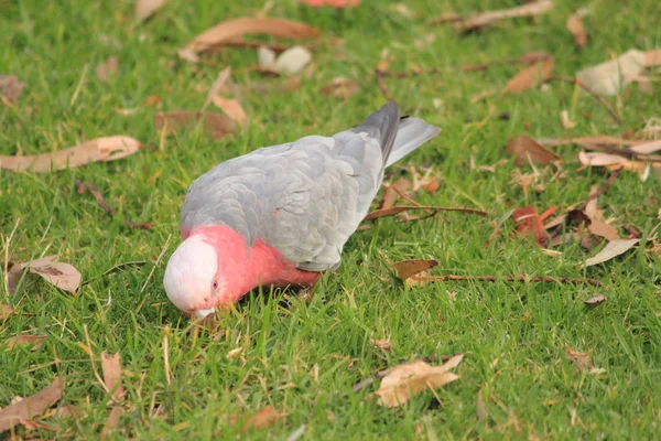 Aves Encontrando Comida Hierba Verde — Foto de Stock