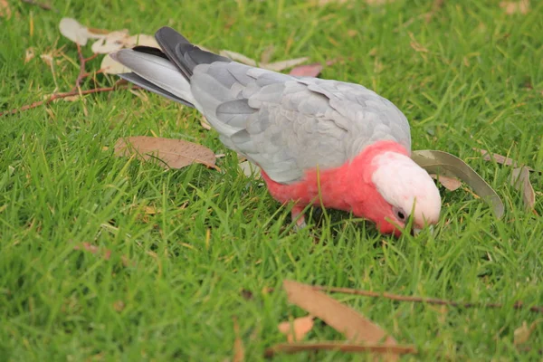 Aves Encontrando Comida Hierba Verde — Foto de Stock