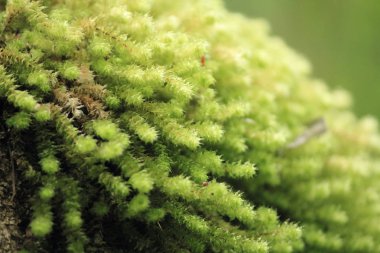 Yağmur ormanı Victoria, Avustralya