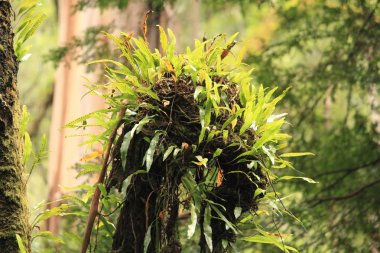 Yağmur ormanı Victoria, Avustralya