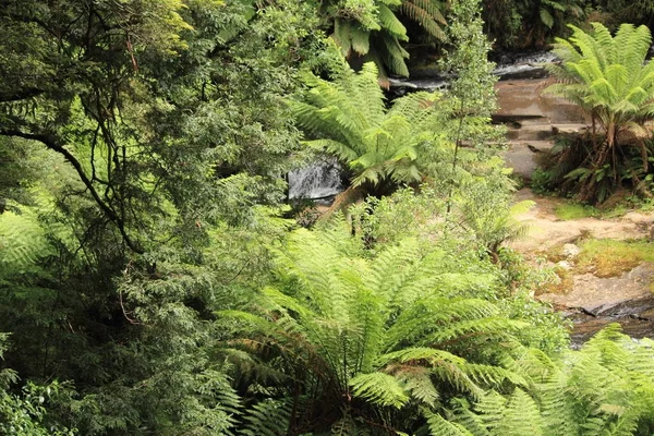 ビクトリア オーストラリアの熱帯雨林 — ストック写真