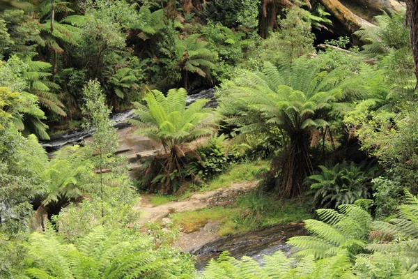 ビクトリア オーストラリアの熱帯雨林 — ストック写真