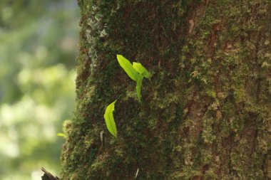 Rainforest Victoria, Avustralya