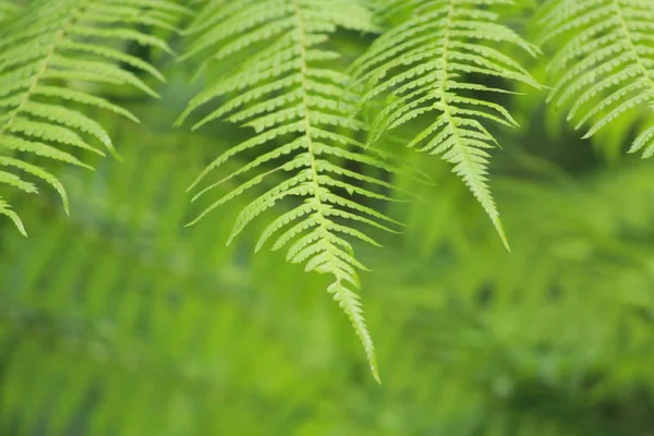 Regnskogen Victoria Australien — Stockfoto