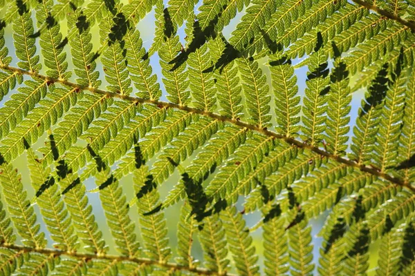 Regnskogen Victoria Australien — Stockfoto