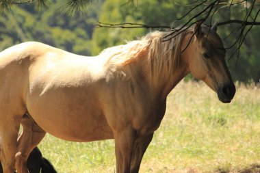 Beyaz ve kahverengi atlar bir gruptaki