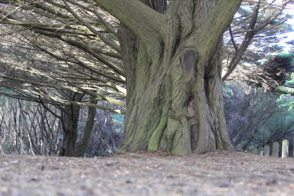 Big Old Trees Park — Stock Photo, Image