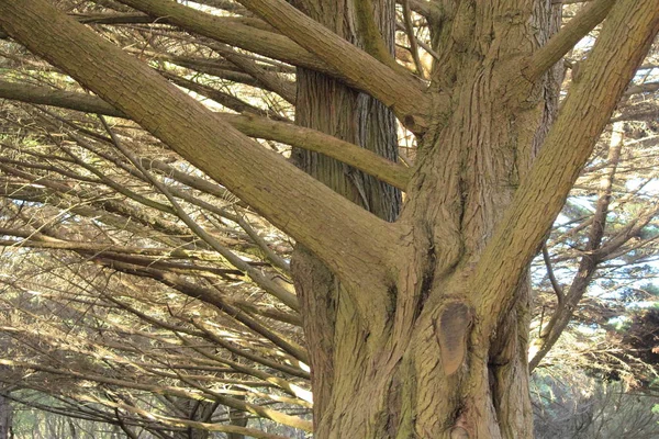 Parkta Büyük Yaşlı Ağaçlar — Stok fotoğraf