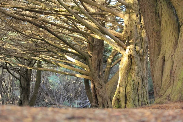 Parkta Büyük Yaşlı Ağaçlar — Stok fotoğraf