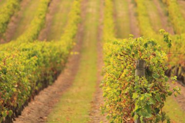 bağ ve şarap hakkında şeyler
