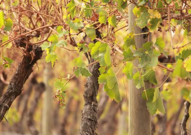 bağ ve şarap hakkında şeyler