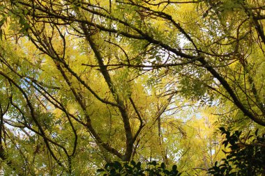 Dekorasyon, ağaçlar ve Bahçe