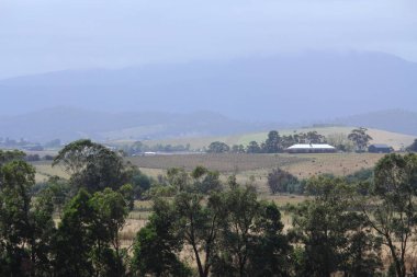 bağ ve şarap hakkında şeyler