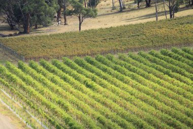 bağ ve şarap hakkında şeyler