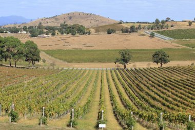 bağ ve şarap hakkında şeyler