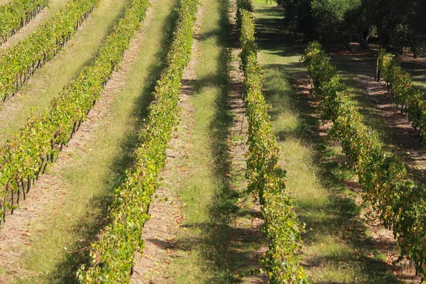 Viñedo Cosas Sobre Bodega —  Fotos de Stock