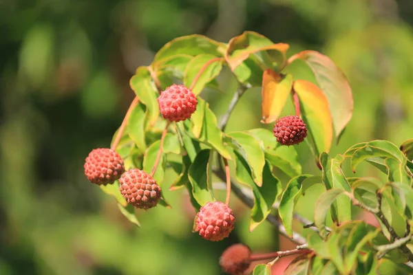 Framboise Sur Arbre — Photo