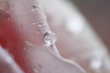 Bir gül ve çiy damlasının uç makro fotoğrafı