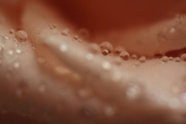Bir gül ve çiy damlasının uç makro fotoğrafı