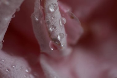 Bir gül ve çiy damlasının uç makro fotoğrafı