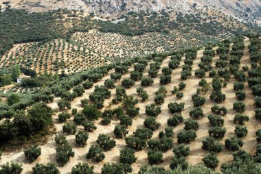 Olive groves on the mountainside, Priego de Cordoba, Spain. clipart