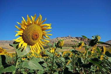 Arka kale harabesi ile ayçiçeği alanı, Teba.