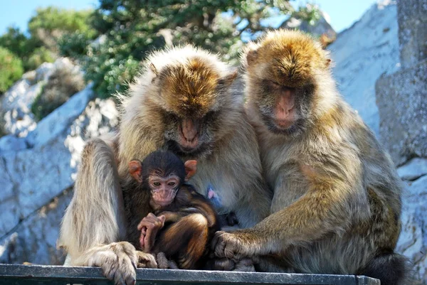 Twee Barbarijse apen houden van hun baby, Gibraltar. — Stockfoto
