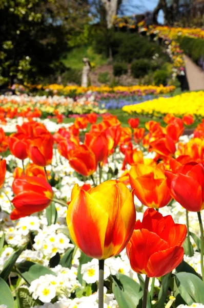 Czerwone i żółte tulipany w kamieniołomie Park wiosne, Shrewsbury. — Zdjęcie stockowe