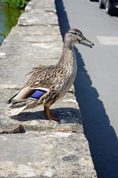 Uma fêmea Mallard pato em pé na parede ao lado do rio Coln, Bibury . — Fotografia de Stock