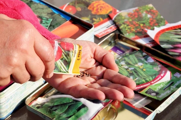 Woman shaking Radish seeds into palm of hand ready for sowing.