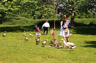 Woman feeding the Canada geese with bread by the riverbank, Oxford.