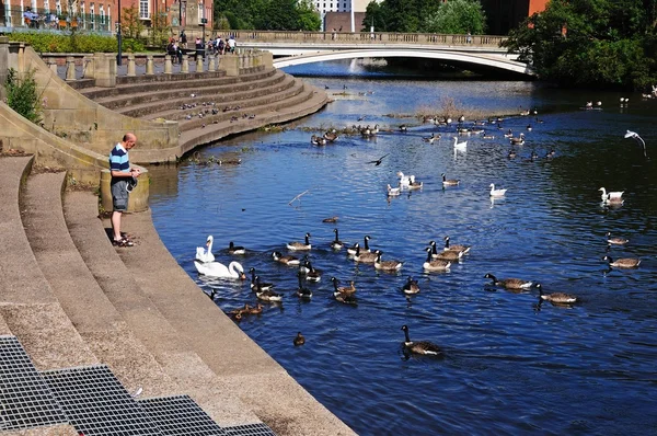 Un hombre alimentando a los patos y cisnes en el río Derwent, Derby . — Foto de Stock