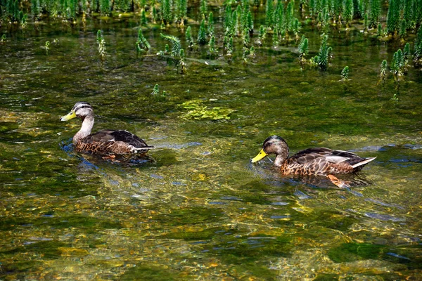 Duas patas Mallard fêmeas no rio Coln, Bibury . — Fotografia de Stock