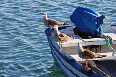 Martılar bir balıkçı teknesinde Harbour, Puerto de la Atunara, İspanya.