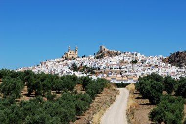 Zeytinlik ön planda, Olvera, İspanya ile beyaz şehir görünümünü.