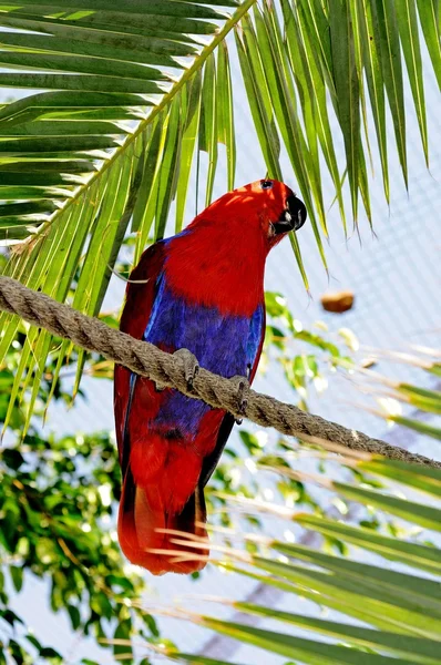 Eclectus papoušek (Eclectus Roratus) sedí na laně. — Stock fotografie