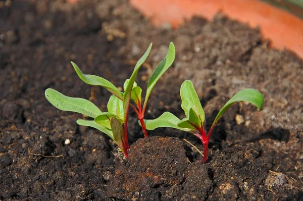 Swiss Chard (Bright Lights) fidan. — Stok fotoğraf